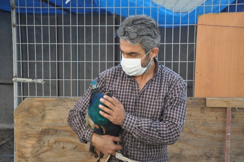 (Özel)  Maltepe’de tavus kuşu seferberliği
