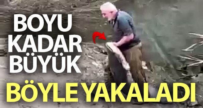   Yeşilırmak’ta boyu kadar balığı böyle yakaladı