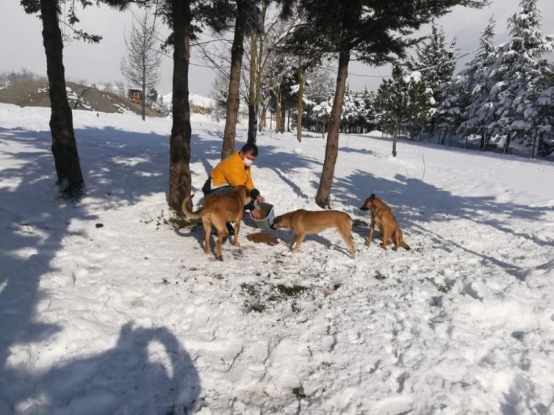 Kar yağışında sokak hayvanları unutulmadı
