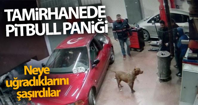 (ÖZEL) Tamirhanede pitbull paniği kamerada