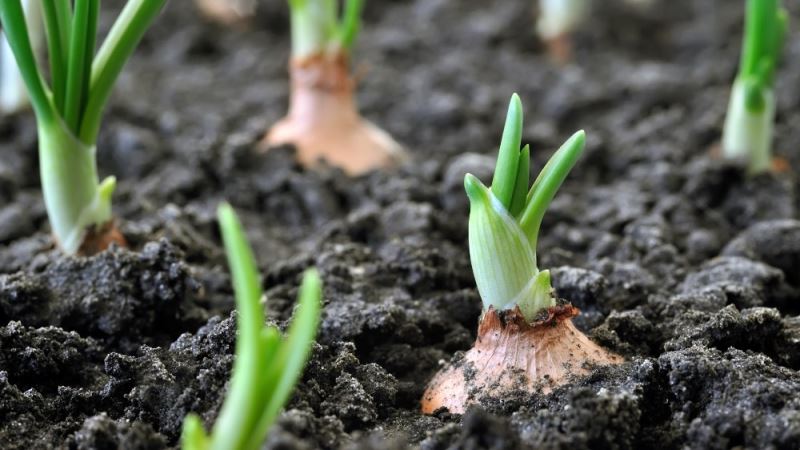 Organik tarım yüzde 46 arttı
