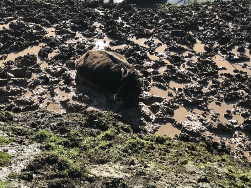Beykoz’da çamura saplanan inek kurtarıldı
