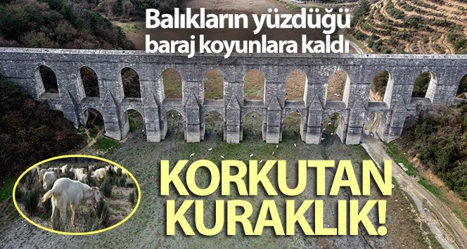 İstanbul’da kuraklık nedeniyle balıkların yüzdüğü baraj, koyunlara kaldı