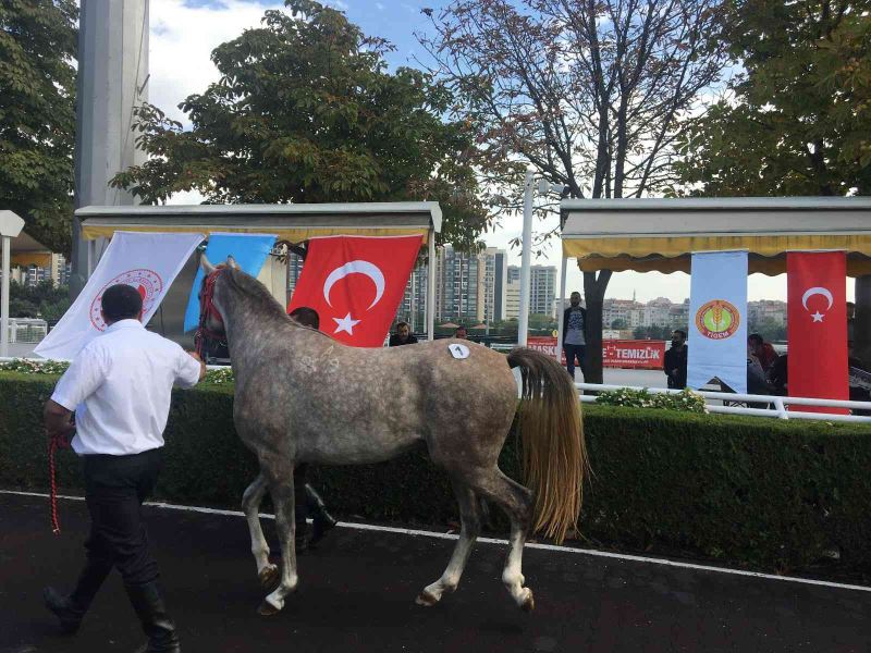 Safkan Arap yarış atı 