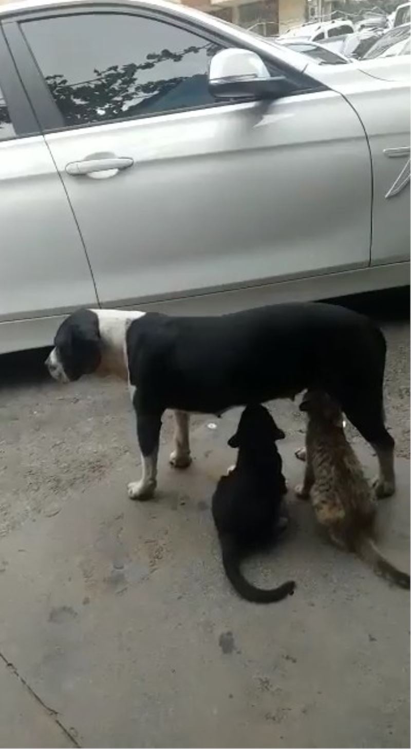 (Özel) Ataşehir’de sokak köpeğinin kedileri emzirdiği anlar kamerada