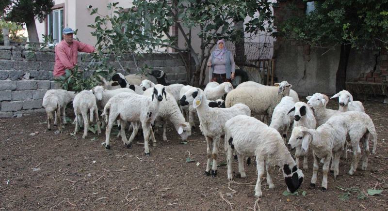 Emekli ikramiyesiyle aldığı 27 koyunu çalındı
