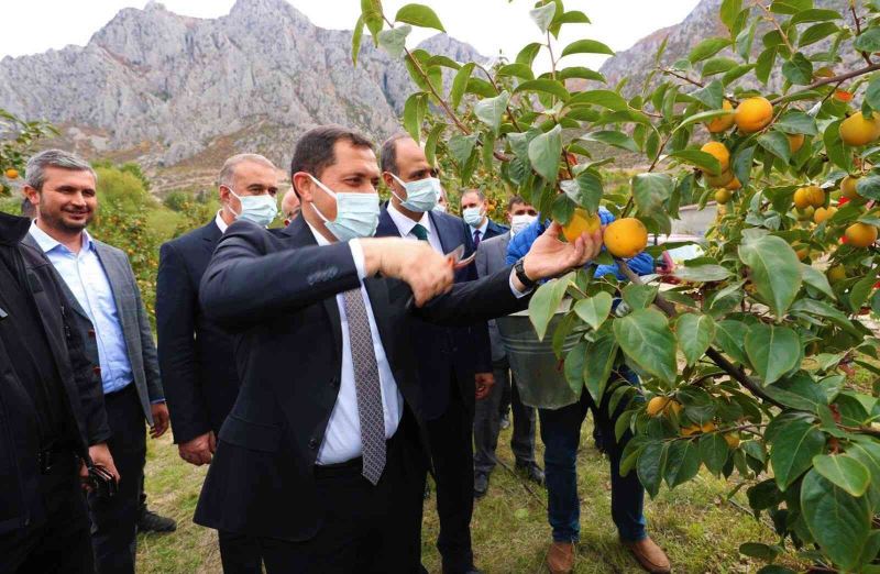Amasya’da cennet hurması hasadı başladı: 600 tondan fazla rekolte bekleniyor
