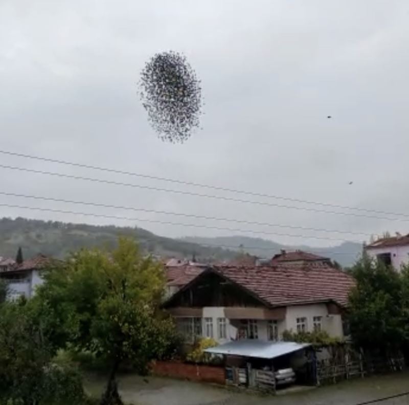 Amasya’da sığırcık kuşlarının dansı
