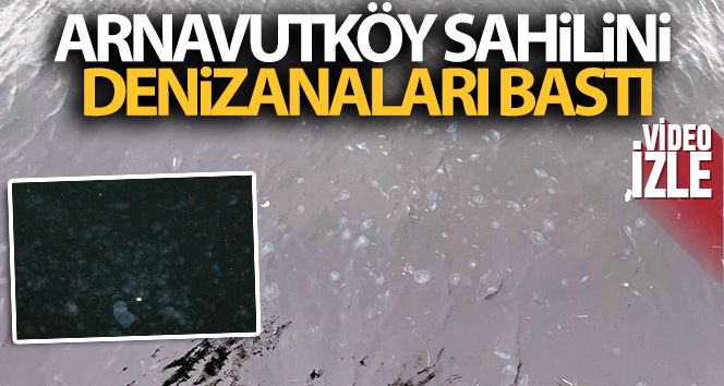 Arnavutköy sahilini denizanaları bastı