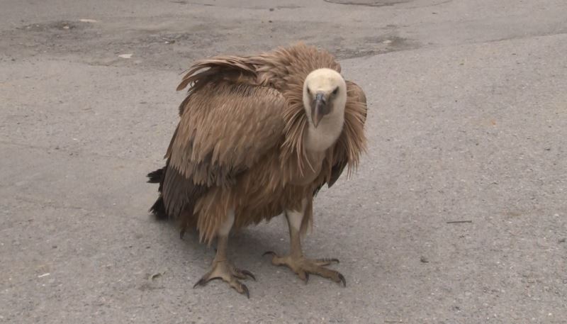 Göç yolunda yorulan akbaba Arnavutköy’e indi
