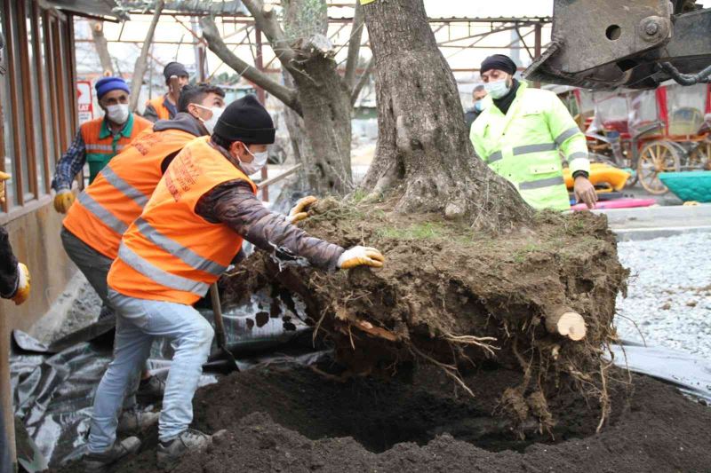 Esenyurt’ta asırlık zeytin ağaçlarını kesilmekten kurtarıldı
