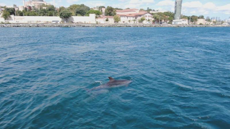 (Özel) İstanbul’un sevimli misafirleri renkli görüntüler oluşturdu
