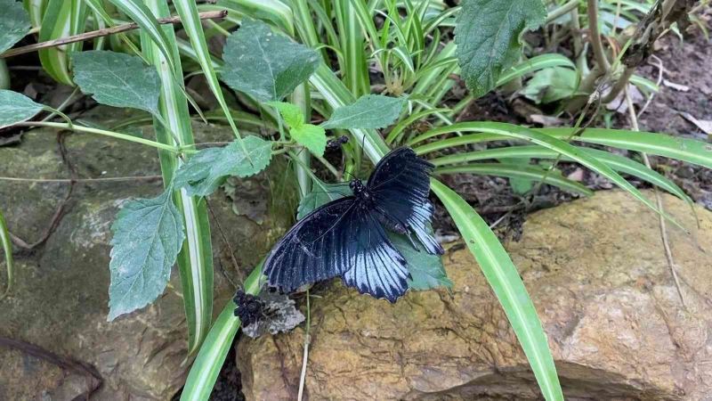 İngiltere ziyaretinde dikkatini çeken kelebek bahçesini Beykoz’da kurdu
