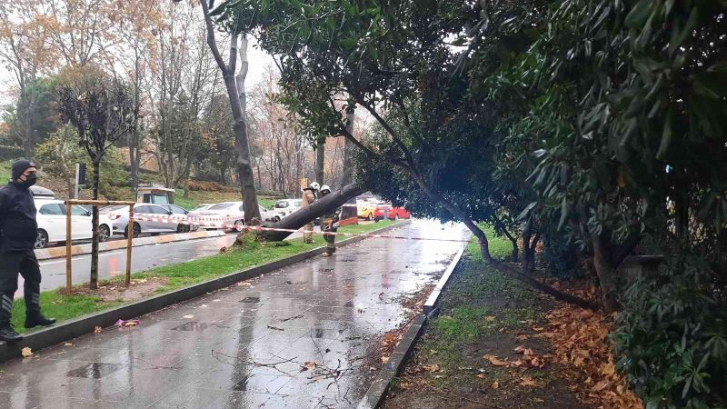 Maçka Parkı girişinde ağaç devrildi: Trafik durma noktasına geldi
