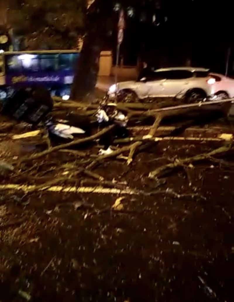 Eyüpsultan’da ağaç motosikletli kuryenin üstüne devrildi
