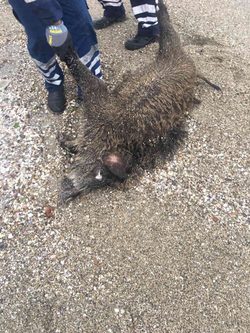 Silivri Sahili’ne ölü domuz vurdu
