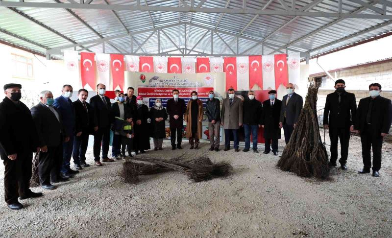 Amasya çiftçisine 40 binden fazla ceviz ve kuşburnu fidanı desteği
