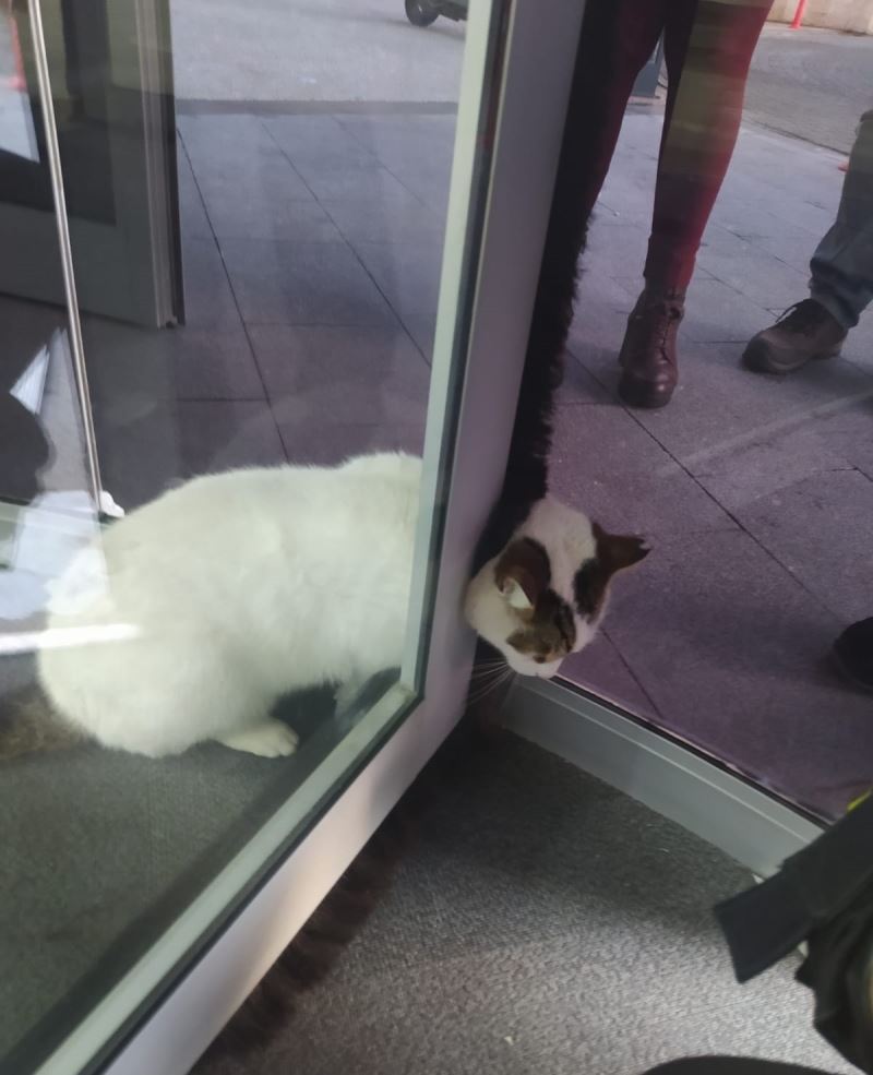 Kartal’da döner kapıya sıkışan kediyi kurtarma operasyonu

