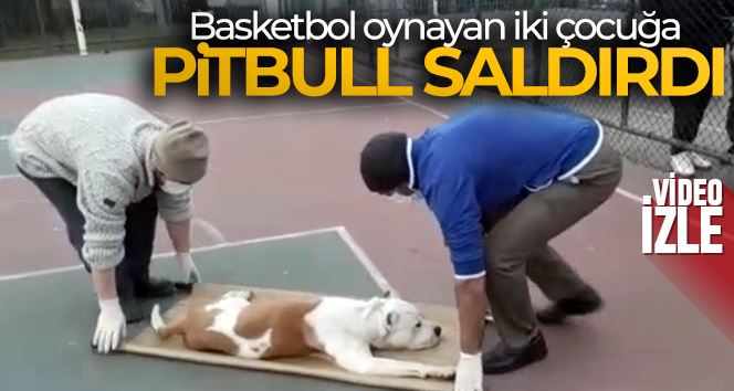 Sultangazi’de basketbol oynayan iki çocuğa pitbull cinsi köpek saldırdı