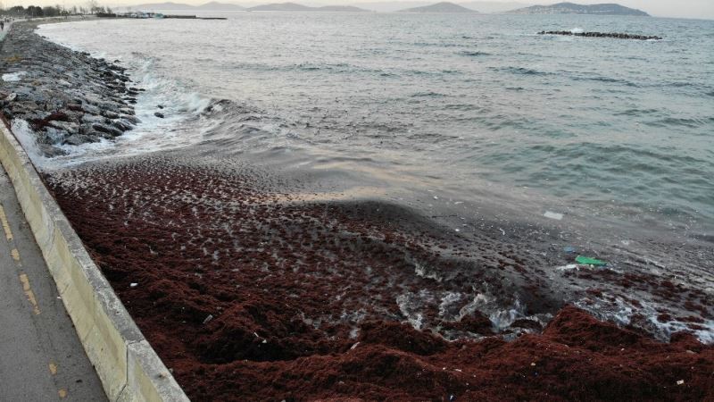 Caddebostan sahilini ve kayalıkları, kırmızı yosunlar ve çöpler kapladı
