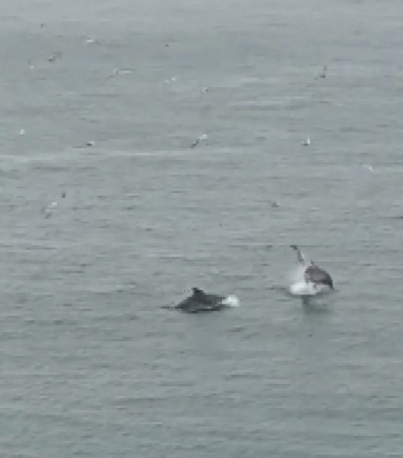 (Özel)- Denizde oyunlar oynayan yunus balıklarına kuşlarda eşlik etti