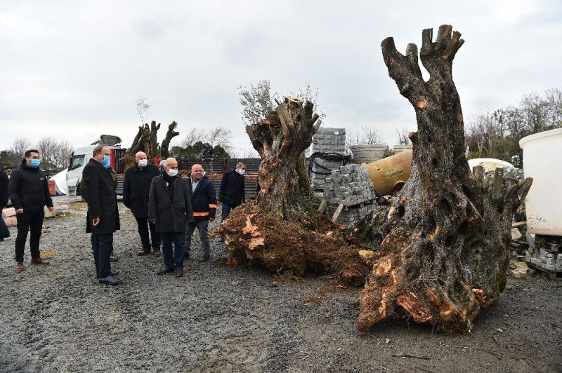 Avcılar Belediyesi asırlık ağaçları kurtarmaya devam ediyor