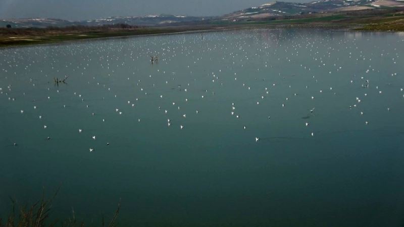 (ÖZEL) Sazlıdere gölüne binlerce martı akını
