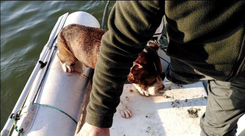 Baraja düşen köpeği Tarım ve Orman Müdürlüğü ekipleri kurtardı
