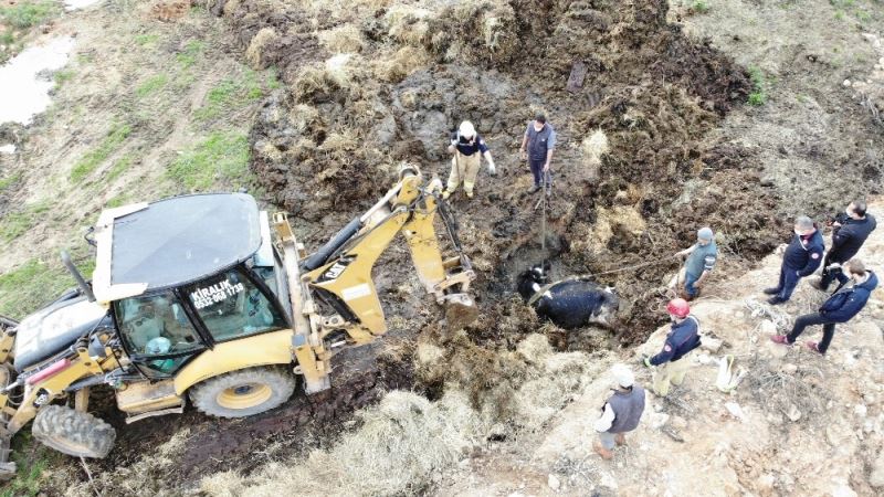 Çukurda mahsur kalan ineği kurtarma operasyonu havadan görüntülendi
