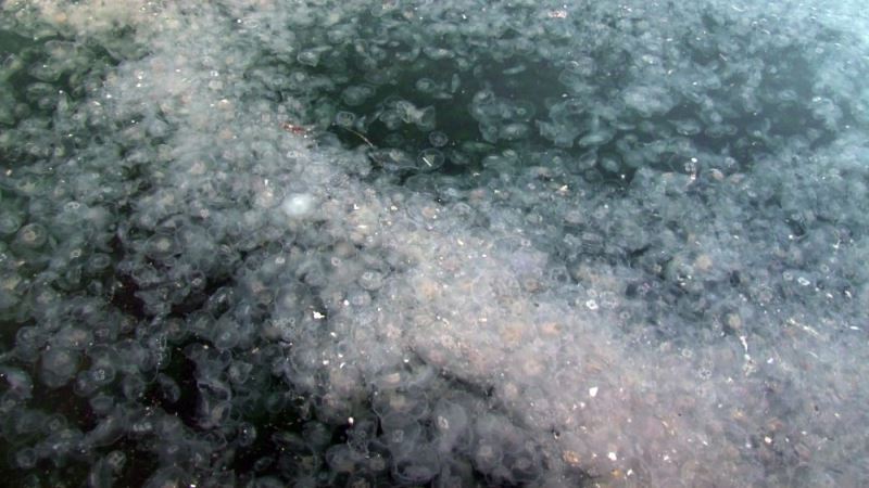 İstanbul’un ünlü sahilinde turistleri şaşkına çeviren manzara
