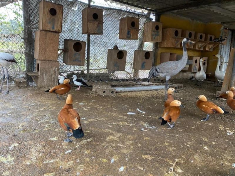 İstanbul’da ‘kaçak kuş’ operasyonu: 185 canlı hayvan ele geçirildi
