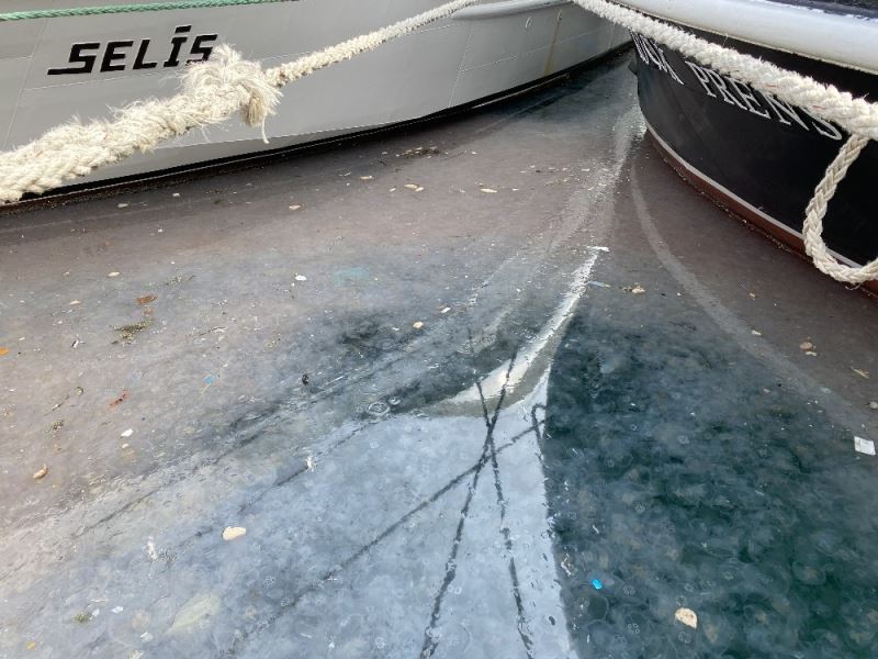 İstanbul Boğazı yine denizanası istilasına uğradı