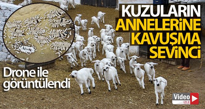 Kuzuların annelerine kavuşma sevinci drone ile görüntülendi