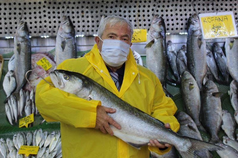 Denizlerde kofana bolluğu, ağırlığı 12 kiloya kadar çıktı