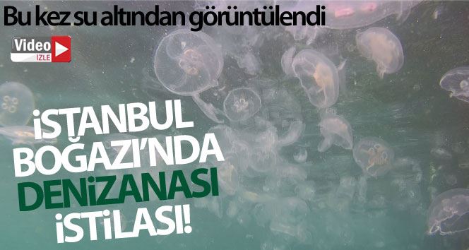 (ÖZEL) İstanbul Boğazı’nda denizanası istilası sualtından görüntülendi
