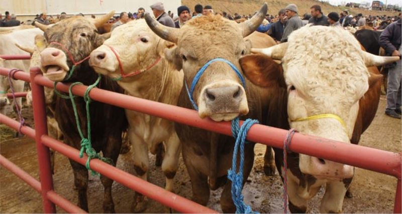 “Kara kabarcık” ya da “çoban çıbanı” deyip geçmeyin
