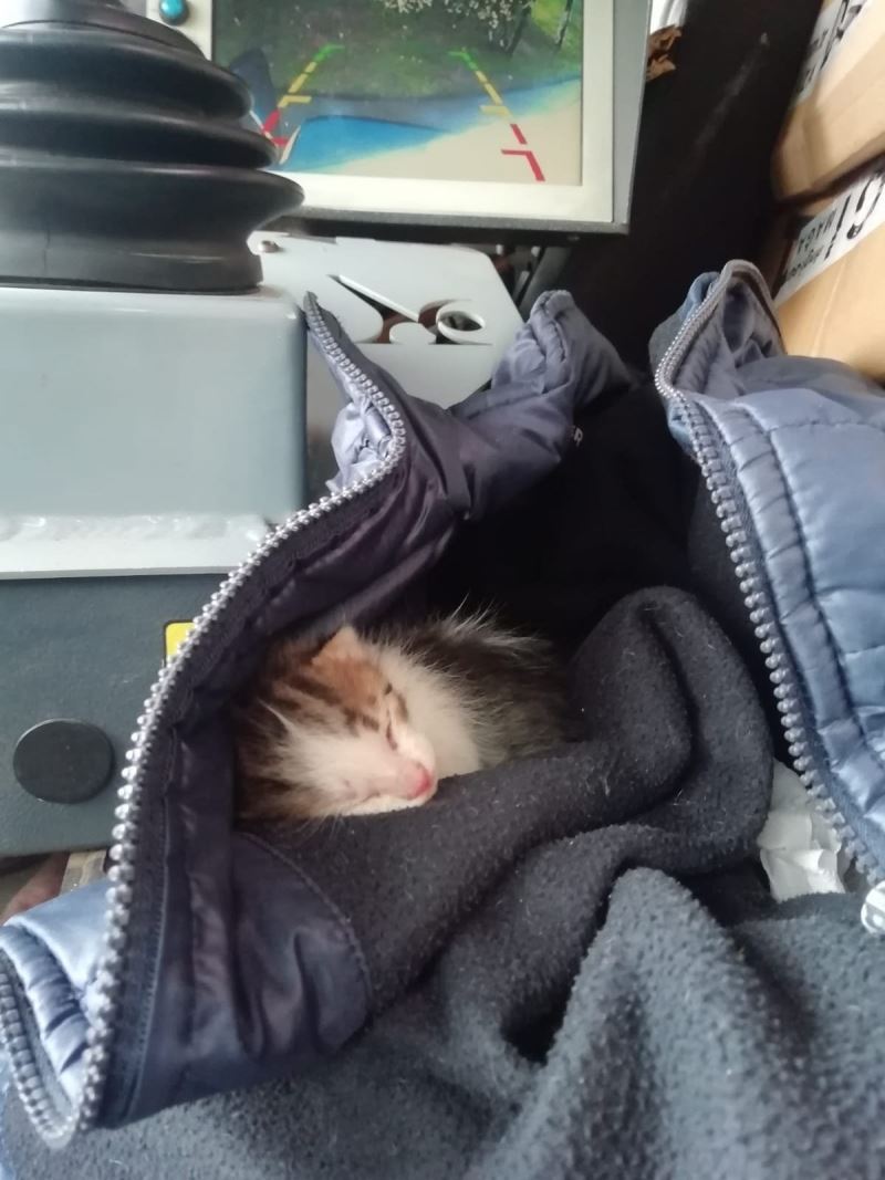 Çöp konteynerinde ölüme terkedilen yavru kedileri, Tuzla Belediyesi temizlik personeli kurtardı
