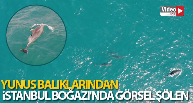 (ÖZEL) Yunus balığından İstanbul Boğazı’nda görsel şölen