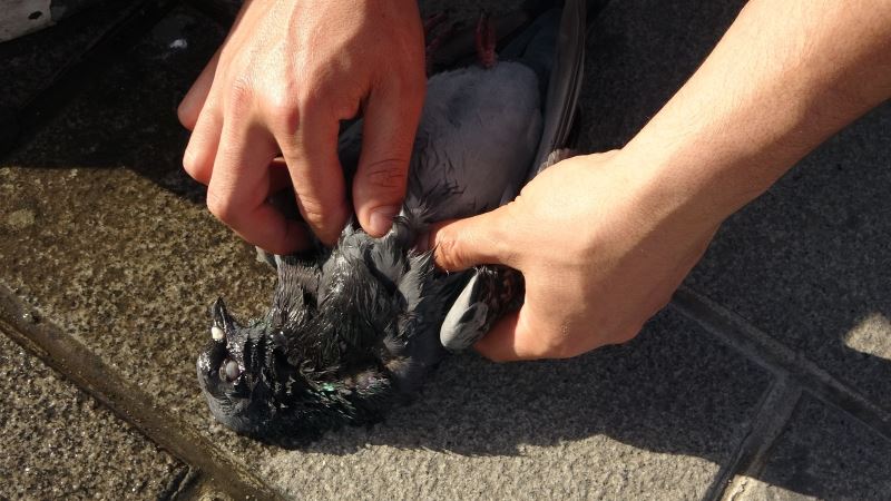 (ÖZEL) Taksim’de yaralı güvercini kurtarmak için seferber oldular
