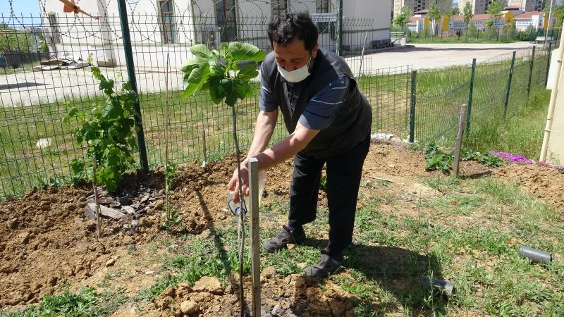 (Özel) Tuzla’da sağlık çalışanlarına jest için sağlık ocağının bahçesini meyve bahçesine çevirdi