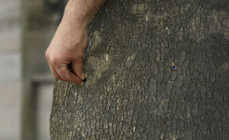 Teke böceğiyle mikroenjeksiyon yöntemi ile mücadele ediliyor
