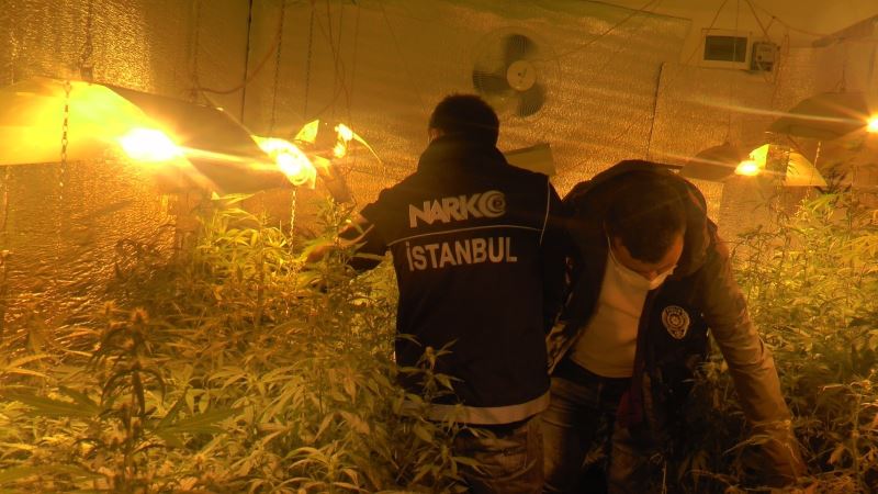 Beykoz’da 300 kök Hint keneviri ele geçirildi
