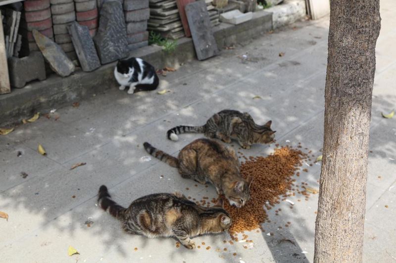 Maltepe’de sokaktaki canlara 1 ton mama
