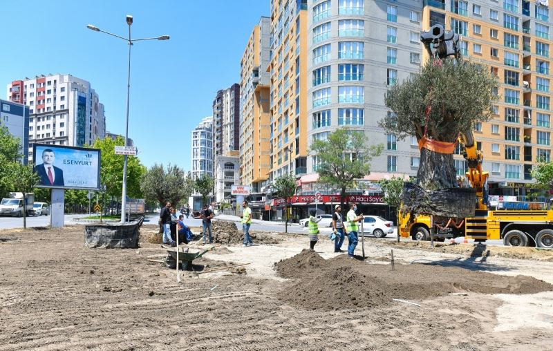 Esenyurt Belediyesi ilçeye yüz yıllık zeytin ağaçları dikti
