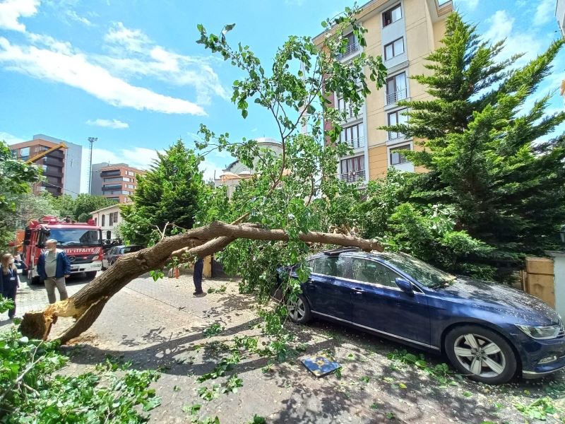 Ataşehir’de çürüyen ağaç arabanın üstüne devrildi
