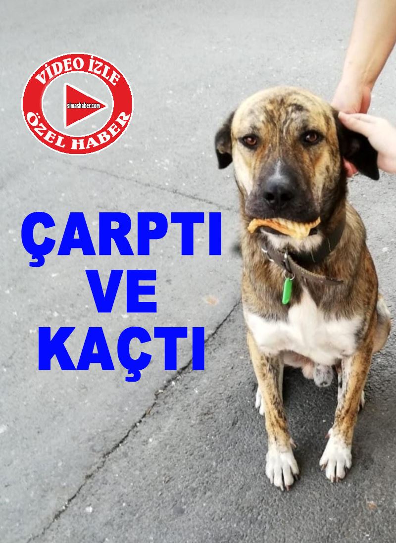 (Özel) Köpeğe çarptı umursamadan kaçtı