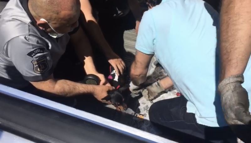 (ÖZEL) Şişli’de ayağı yürüyen merdivene sıkışan süs köpeğini kurtarma operasyonu
