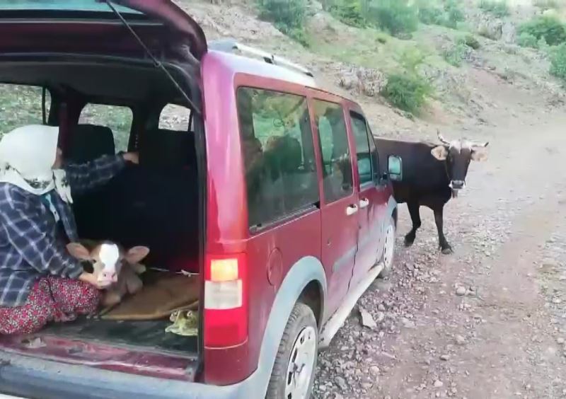 İnek sürüsü buzağı için yol kesti, o anlar kamerada