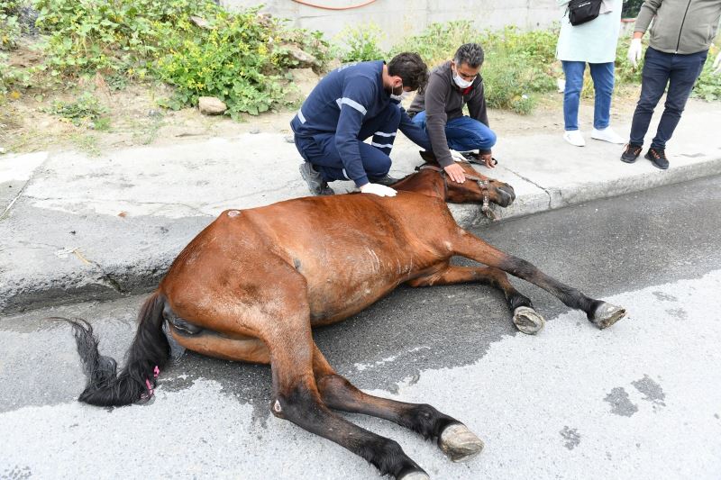 Esenyurt’ta aracın çarpmasıyla yaralanan ata belediye sahip çıktı
