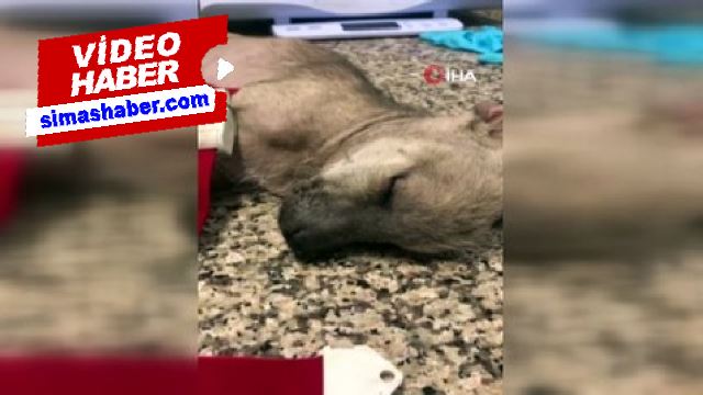 Sarıyer’de vahşet: Yavru köpeği zehirli ok ile vurdu